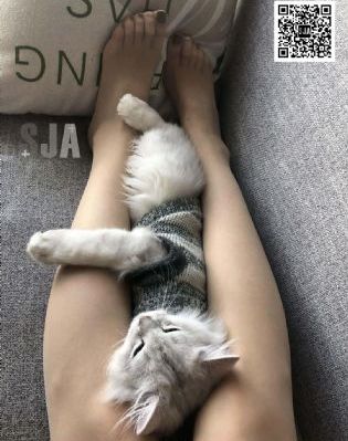 柳舟记电视剧在线观看